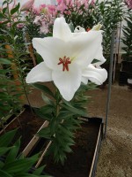 [3513 PO29 Monroe No01.JPG]